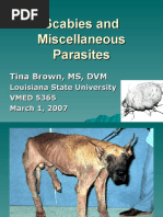 Scabies & Miscbrown