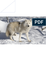 Arctic Wolf