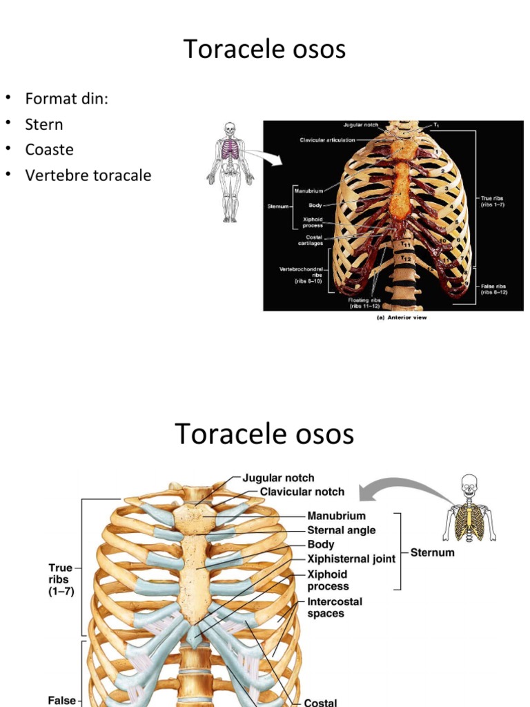 Toracele Osos | PDF