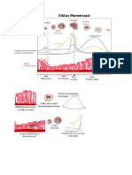 Fase Menstruasi Dan Perkembangan Embrio