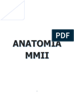 Anatomia MMII