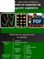 Genética de La Producción Seleccion en Plantas de Reproducción Vegetativa