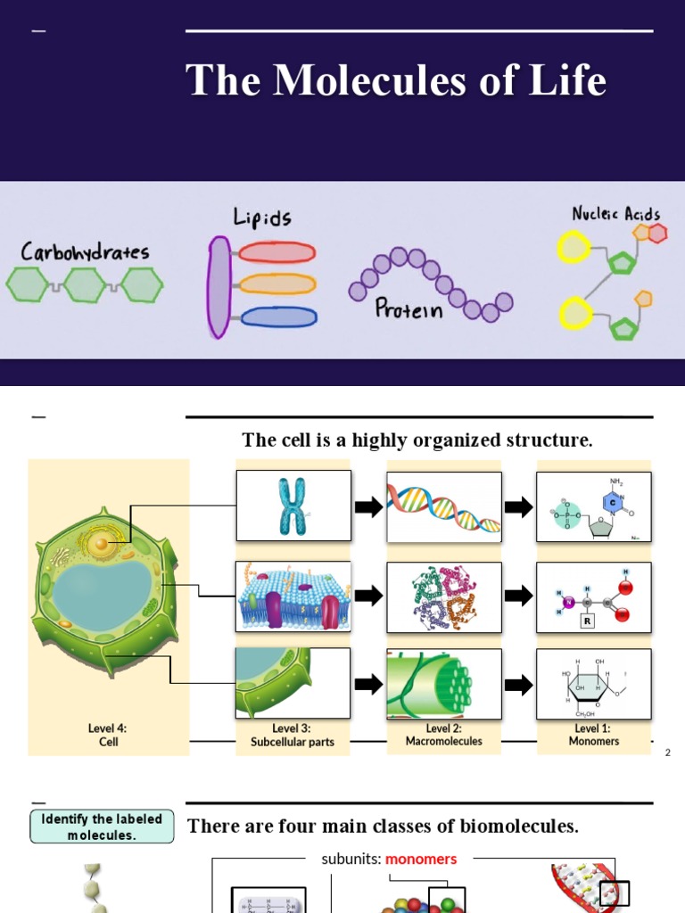 Biological Molecules PDF Polysaccharide Biomolecules