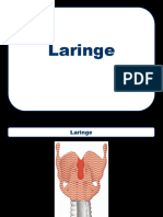 08_Laringe