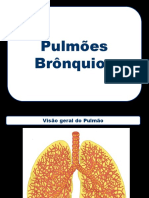 09 Pulmões Tubos Bronquiais