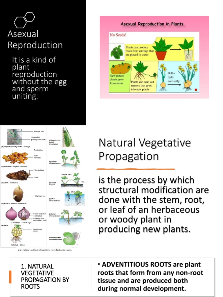 Asexual Plant Reproduction Methods | PDF | Science & Mathematics