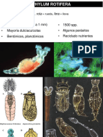 Rotíferos: microscópicos recicladores de nutrientes