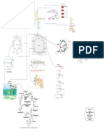 Mapa Metabólico