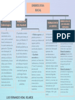 Embriologia Bucal Mapa Conceptual