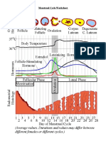 Menstrual Cycle Worksheet
