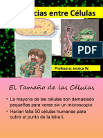 diferencia entre celulas procariontes y eucariontes