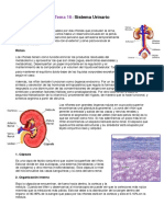 Tema 16 Organografía