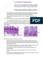 Tema 10 Organografía