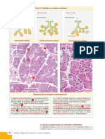 Histologia.y.Biologia - Celular.Kierszenbaum.3a.Ed IMPORTANTE