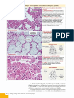 Histologia.y.Biologia - Celular.Kierszenbaum.3a.Ed IMPORTANTE 3