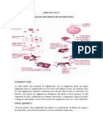 Practica de Biologia Niveles de Organizacion