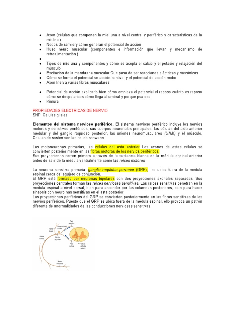 Axon | PDF | Axon | Nervio