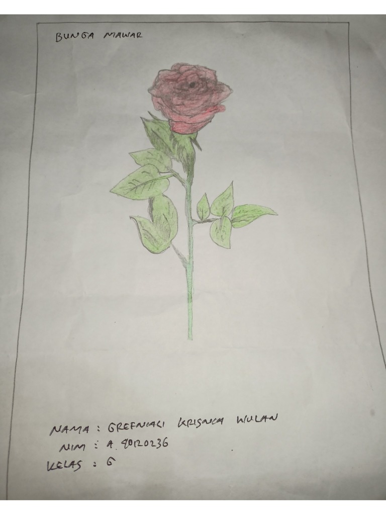 Sketsa Mawar Merah | PDF