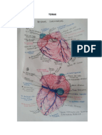 Anatomia Parte 1