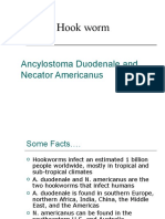 Hook Worm: Ancylostoma Duodenale and Necator Americanus