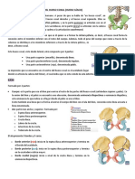 ANATOMÍA DEL HUESO COXAL