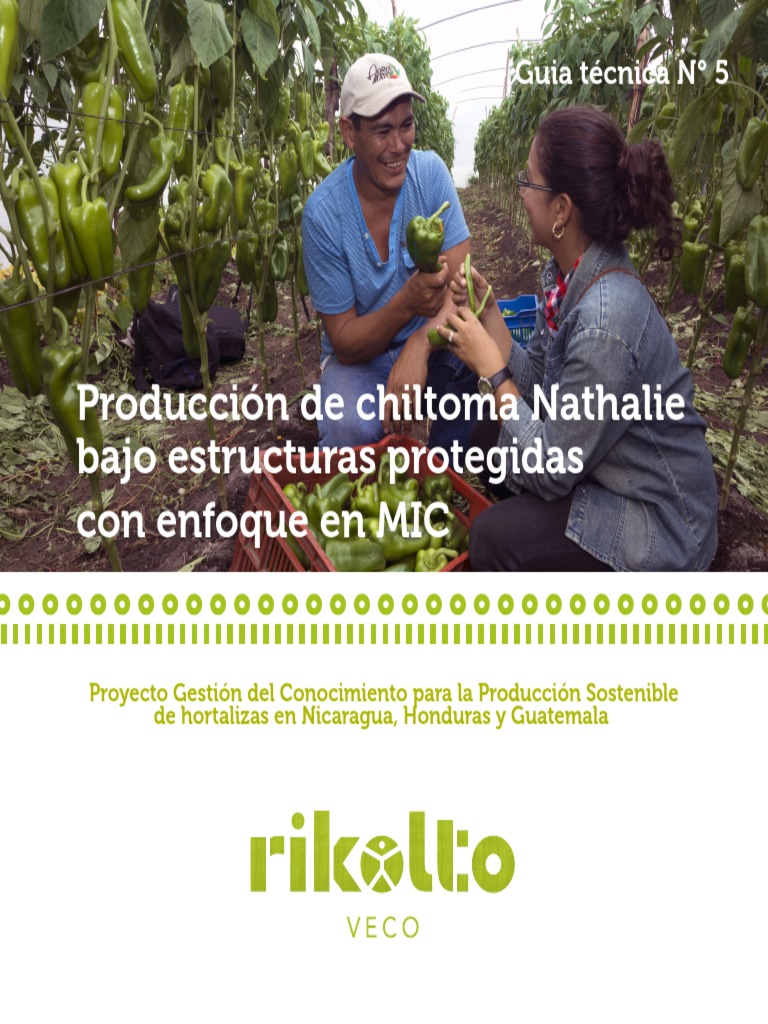 Guía de Cultivo de Chiltoma Nathalie | PDF | Agricultura | Riego
