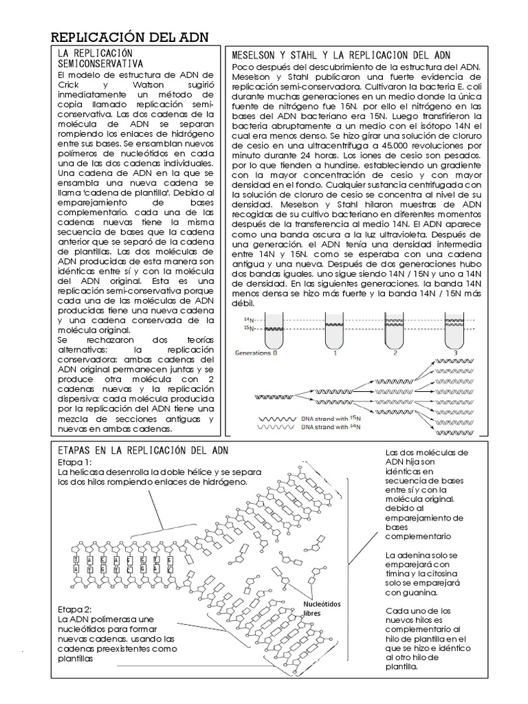 Replicación del ADN y Transcripción | PDF | Rna | Codigo genetico