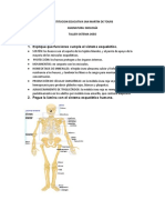 Sistema óseo: funciones y estructura del esqueleto humano