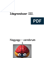 Idegrendszer III Nagyagy