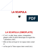 2 SCAPULA