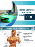 Glandele Anexe Ala Tubului Digestiv