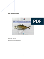 Tugas Identifikasi Ikan Oci (Fadria Anuz)