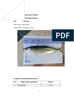 Laporan Tugas Identifikasi Ikan (Ningsi)
