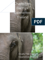 Elephant Jan 17