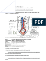 Laboratory Exercise 15 Gross Anatomy of The Human Urinary System