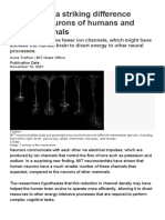 Study Finds A Striking Difference Between Neurons of Humans and Other Mammals