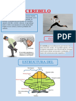 Función y estructura del cerebelo y la médula espinal