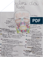 Desenho figurativo e esquema dos músculos da face e dos músculos da cavidade intraoral