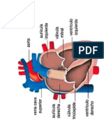 Cómo Funciona El Corazón