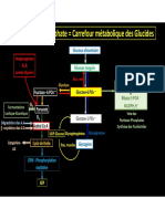 Vue Générale Du Métabolisme Des Glucides