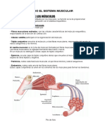 Resumen Anatomia Músculos