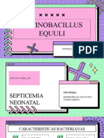 actinobacillus equuli