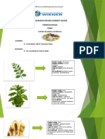 Diapositiva Farmacognosia Actividad 1 Exponer