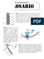 ADN, ARN, proteínas y procesos celulares