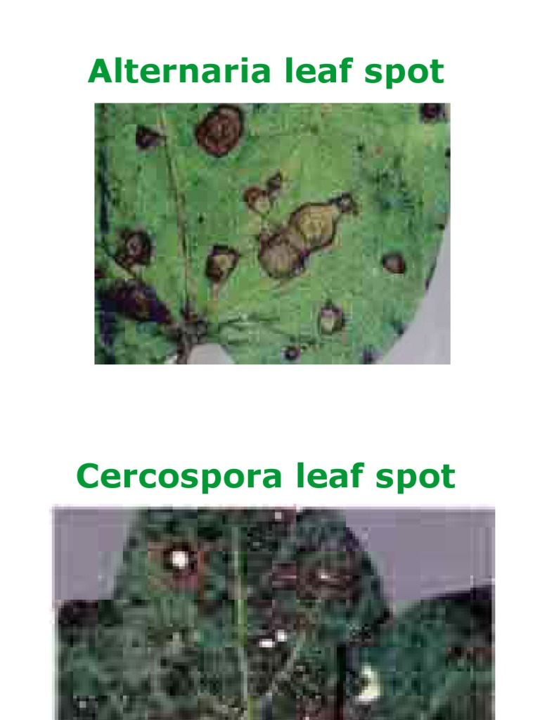 Mungbean Leaf Spot Diseases Overview | PDF