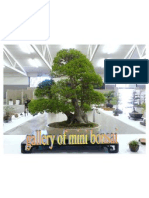 Gallery of Mini Bonsai