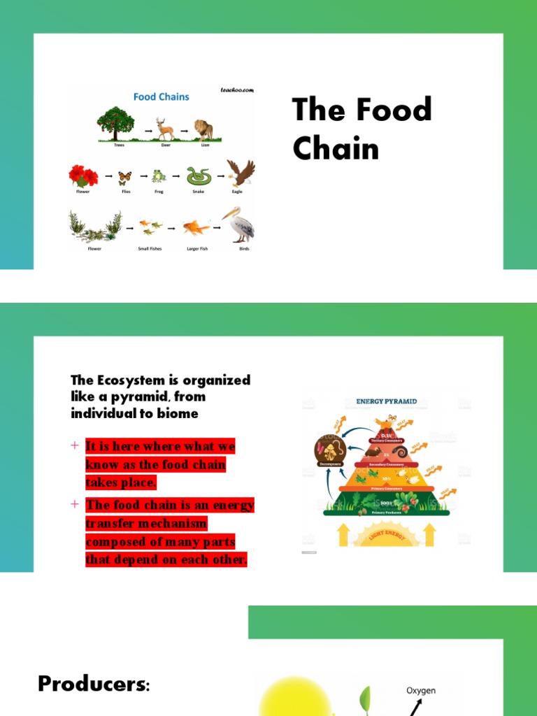 The Food Chain Biology Diagrams