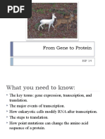 60855f4d-BIF 14 Gene Expression From Gene To Protein