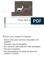 60855f4d-BIF 14 Gene Expression From Gene To Protein