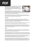 Download Cunicultura de Angora en Produccion de Pelo by Weimar Adrian Gozales Morales SN56383864 doc pdf
